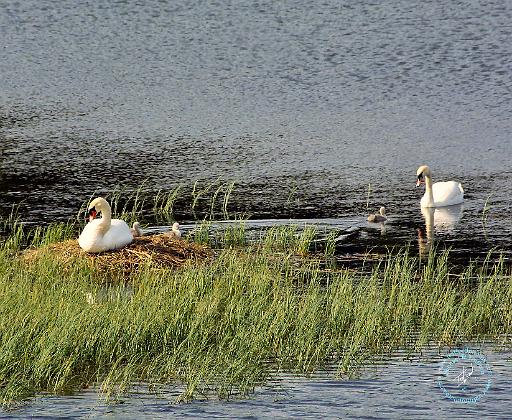 Mute Swan 8T77D-05.JPG